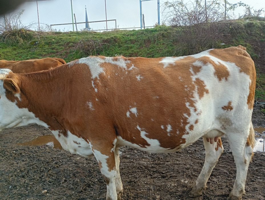 Vând vaci de lapte cu vitei bălțată romineasca cu vitei