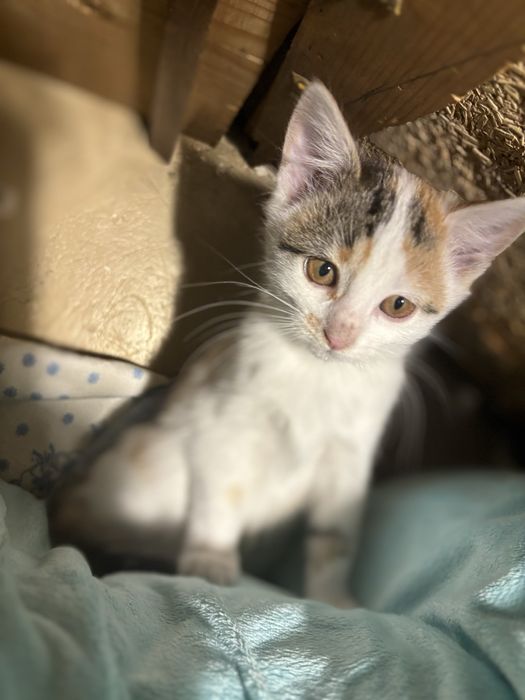 Подарявам котенца!