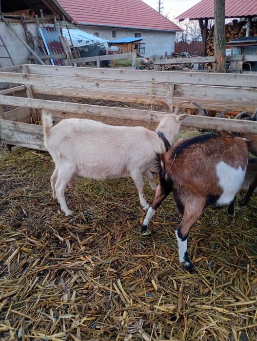 Capre bune de lapte