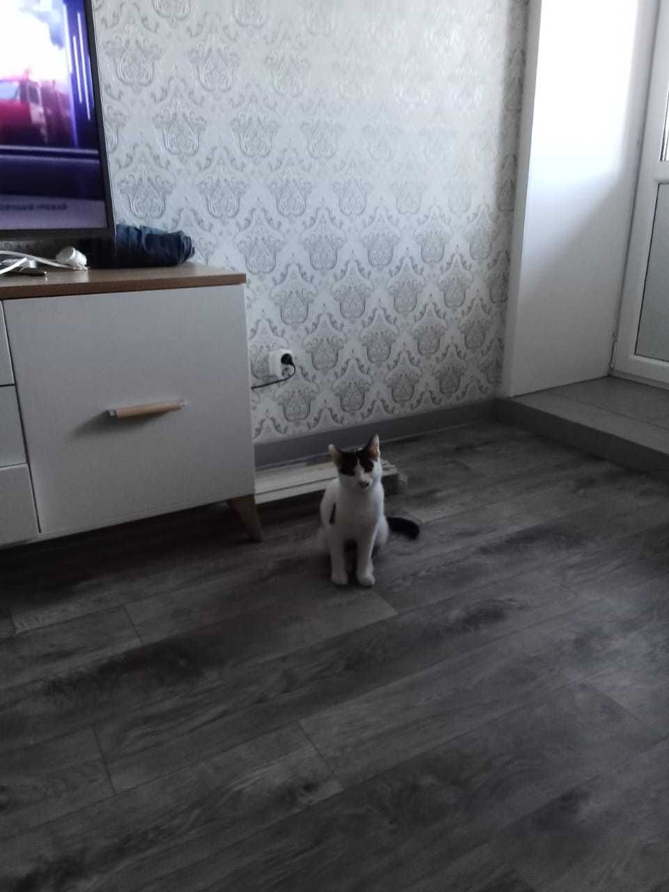 Отдам милого котёнка только хорошим, добрым, любящим животных людям