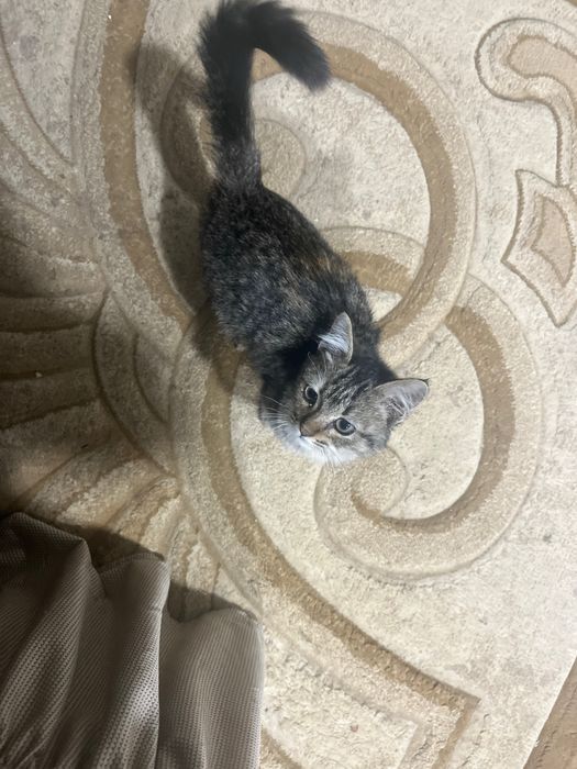 Мушукча / котенок