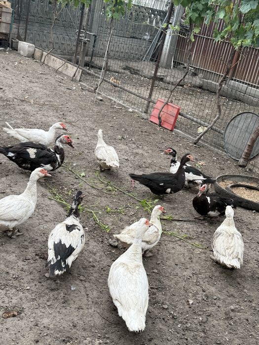 Vand rate mute 50 lei/buc