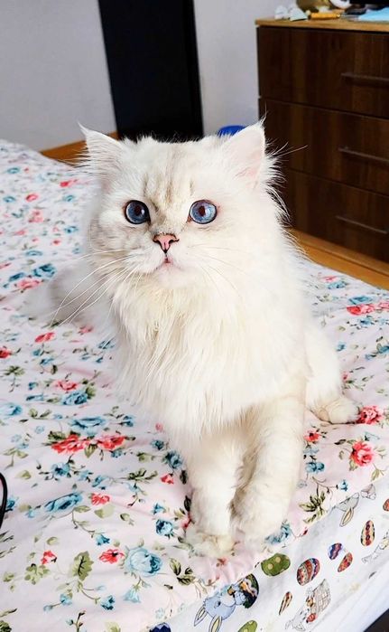 British longhair baiat superb cu ochii albastri intens