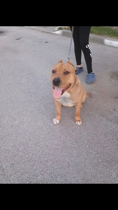 Подарявам пидбул