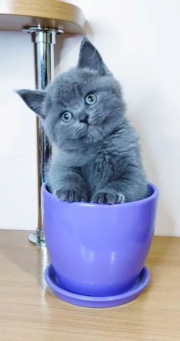 British shorthair pedigree