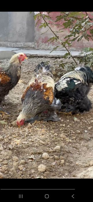 Продоётся кур брама в Ташкенте.