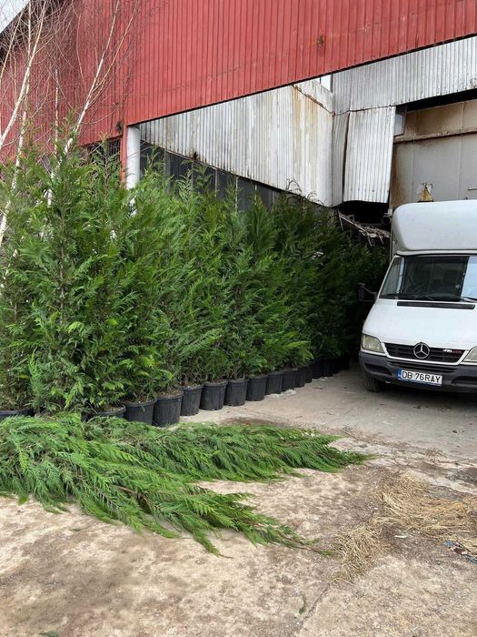 Chiparos Leylandii dimensiuni mari oferim transport în toată tara