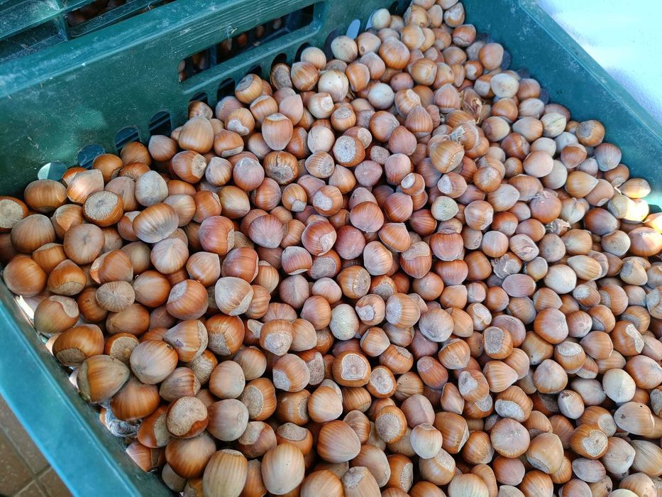 Alune de pădure de cultură