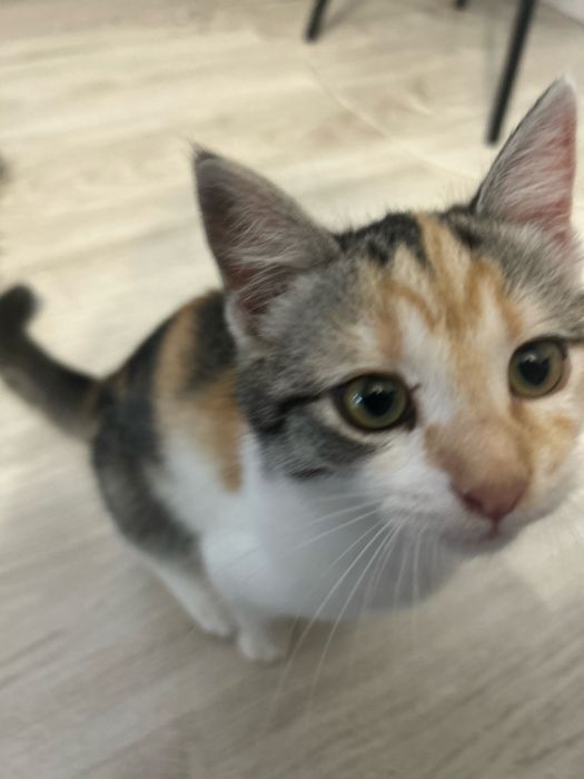 Pisica Femela 6 Luni