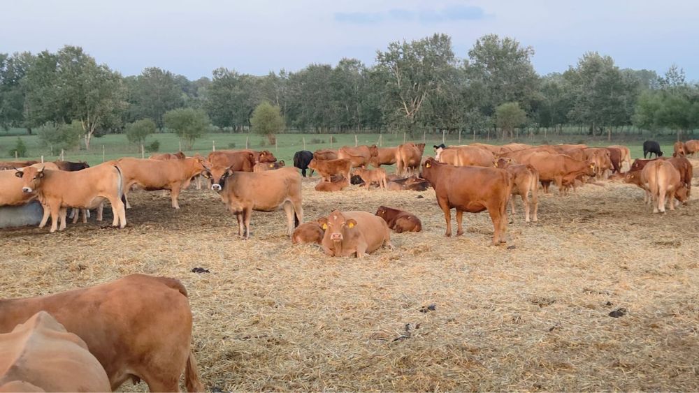 Juninci gestante, rasa Limousine