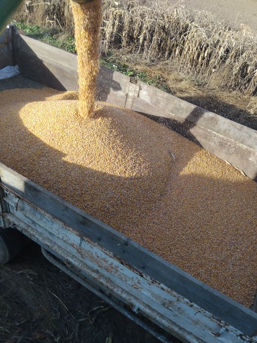 Vând porumb cu umiditate 16 %