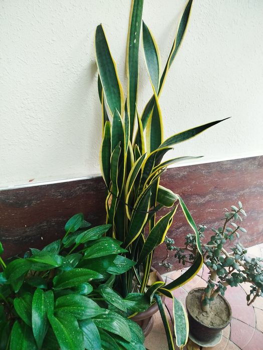 Продаются цветы на горшке