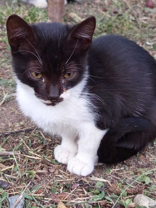 2 baietei si o fetita