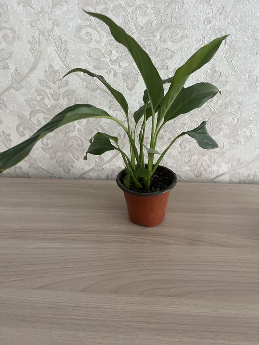 Комнатные цветы отдам