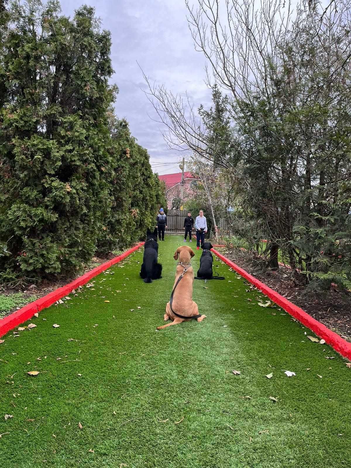 Pensiune canina si scoala de dresaj