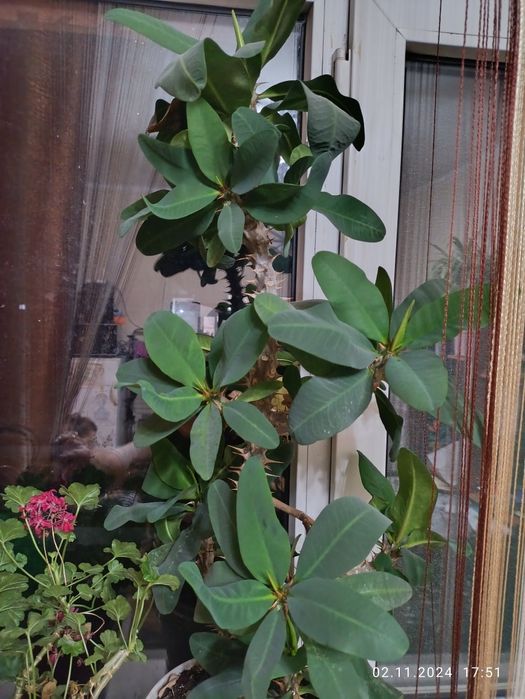 Продам комнатные цветы