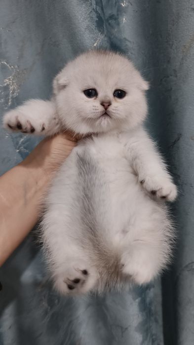 Продаются чистокровная шотландская девочка скоттиш-фолд