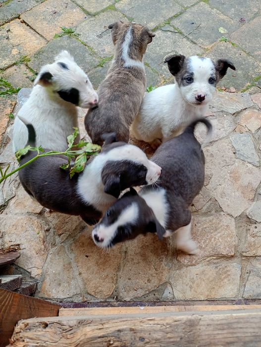 Catelusi pentru adoptie
