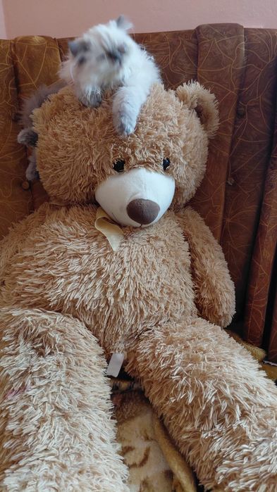 Căutăm căsuță pentru pisicuțele persane!