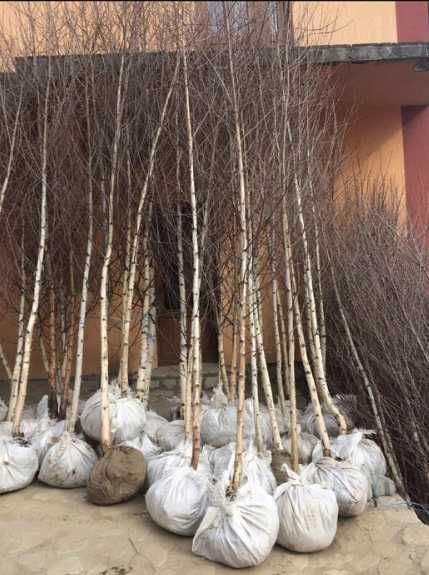 Mesteceni de toamna , Si plante de toamna