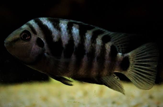 Цихлозома чёрно-полосая