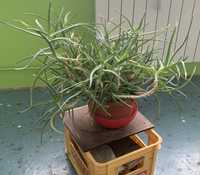 Aloe Vera de 10 ani/dim 80 cm coroana lățime  și 60 cm înălțime