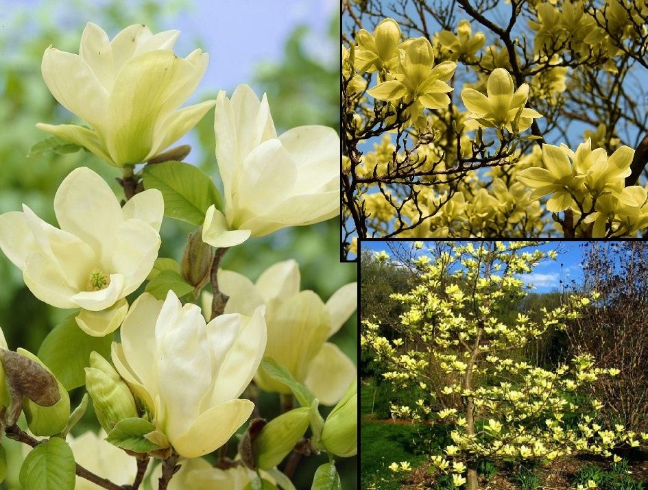 Magnolia Galbena Yellow Bird