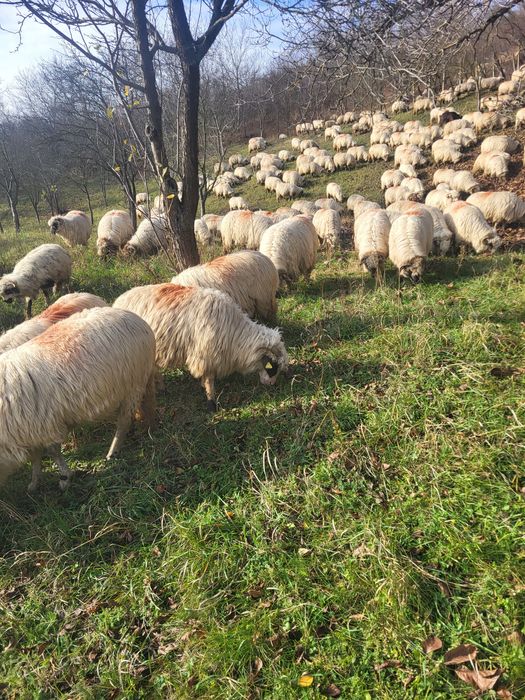 Vând oi pentru mai multe detalii în privat!