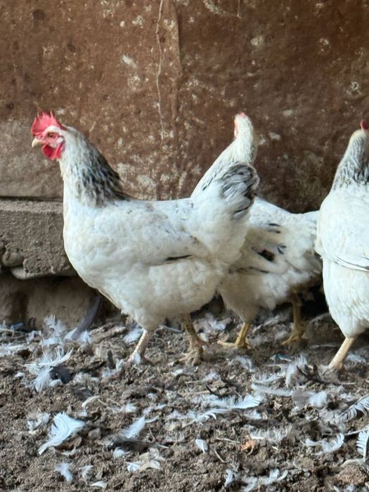 Продаются куры  оптом