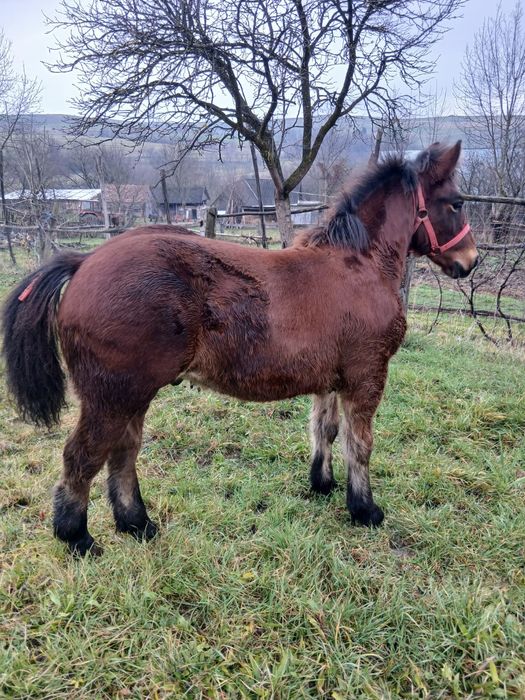 Schimb cu vaca vitei vitele