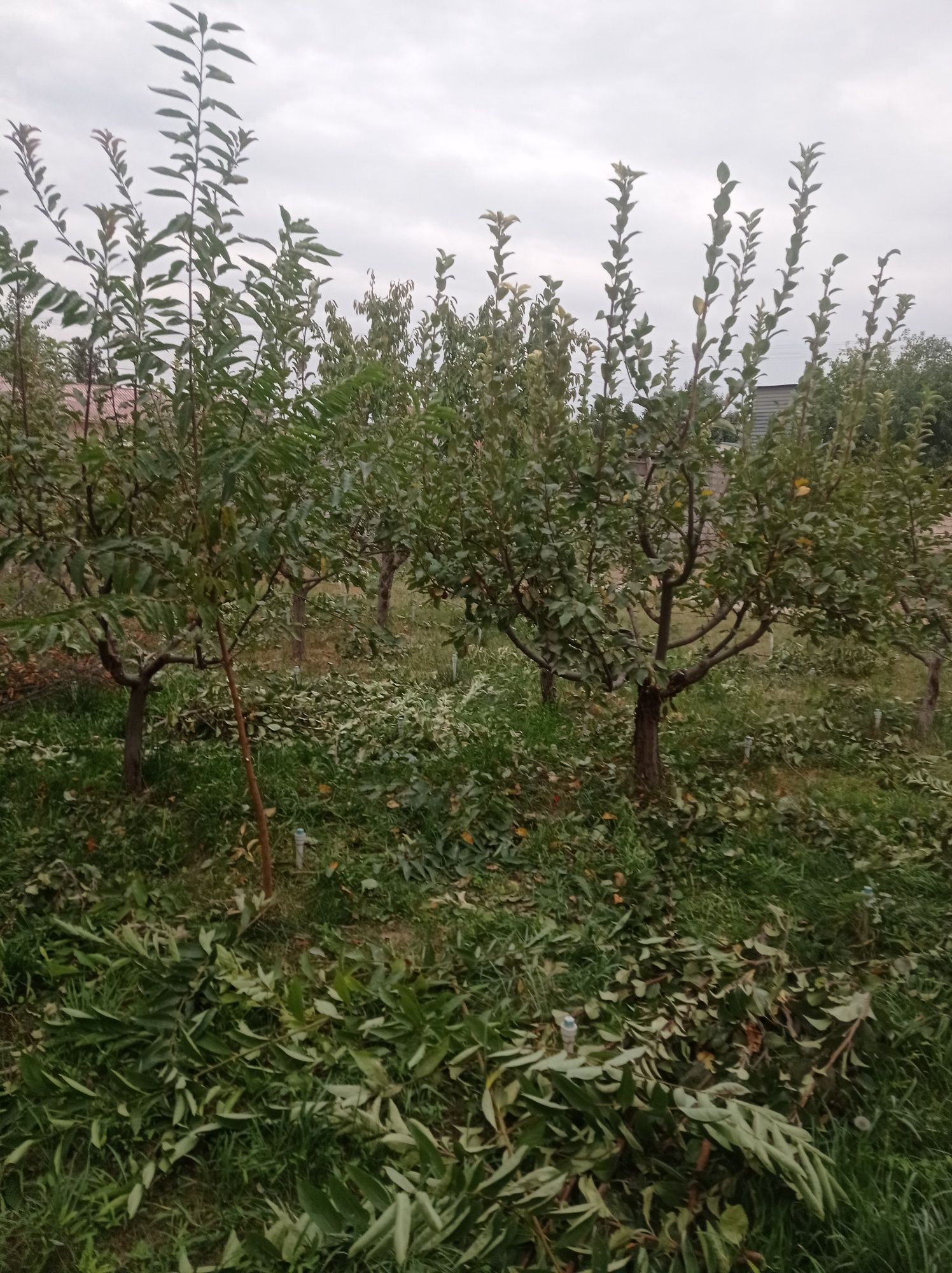 Опытный садовник виноградарадар