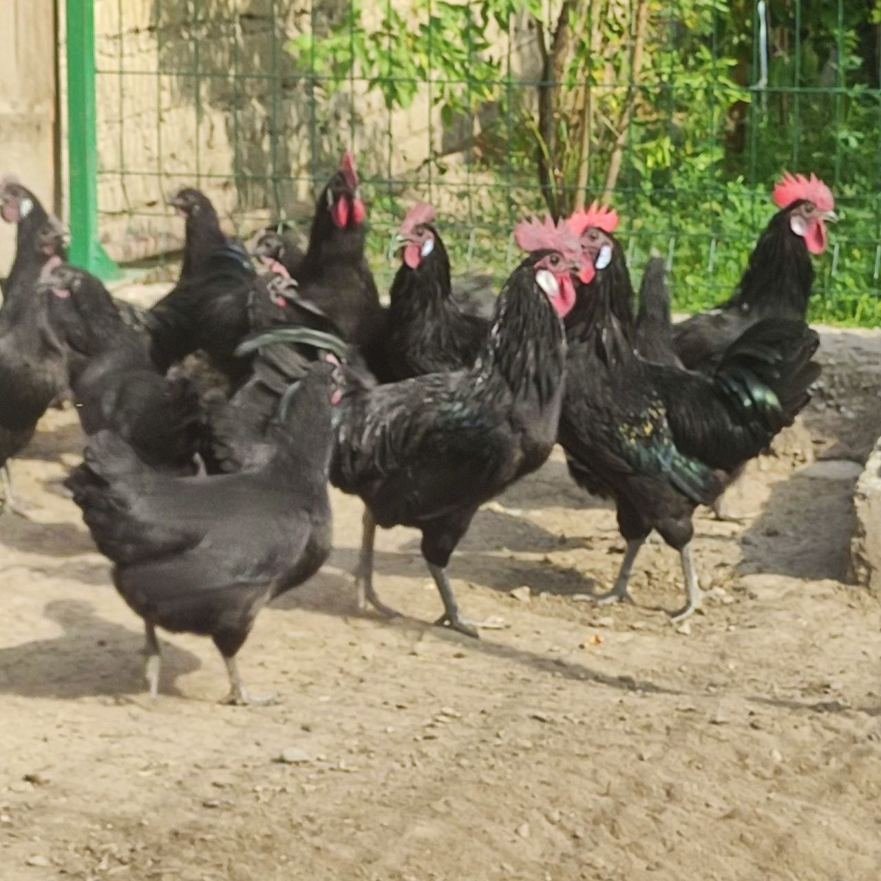 Продаются срочно петухи.