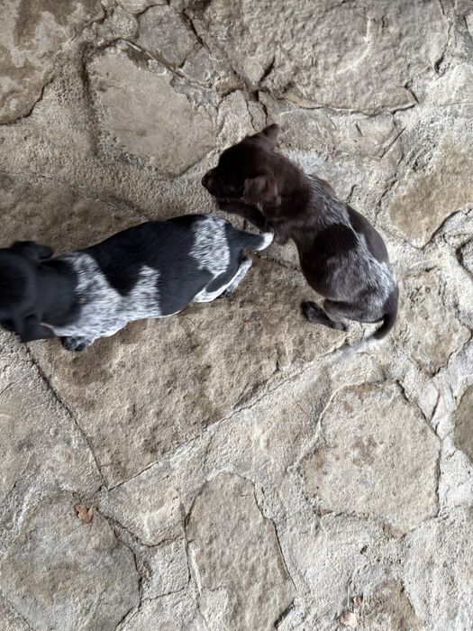 Дратхаарчета 2броя,женски