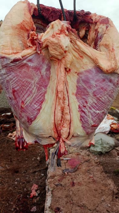 Мясо канина соғым жылқы еті