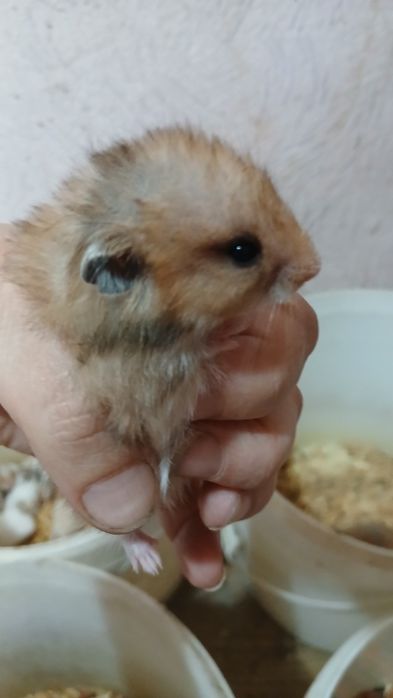 Сирийские грызуны