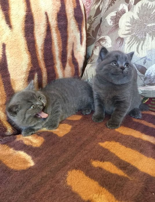 Британские Котята.