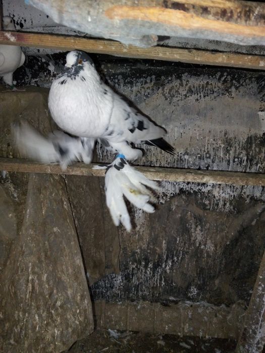 De vânzare porumbei gusati