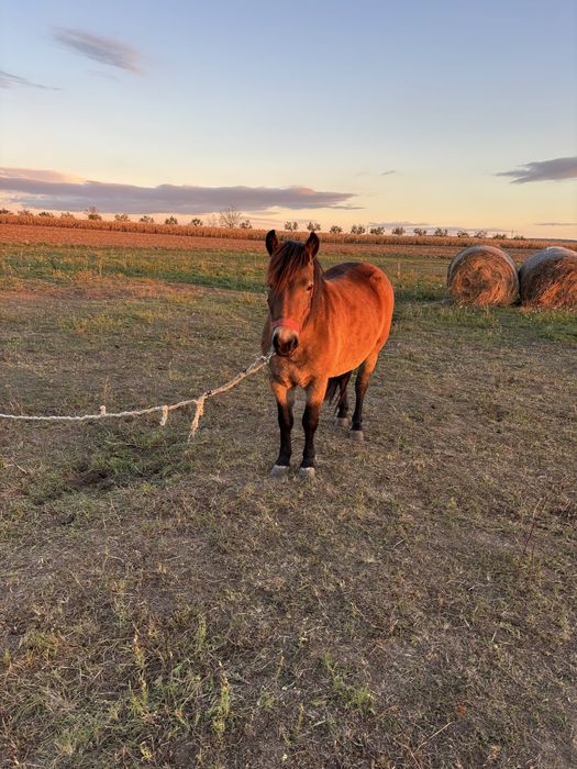 Vând Iapă (ponei) 2 ani