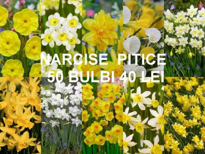 Bulbi de narcise de la 1 leu