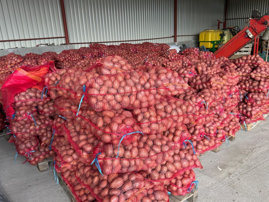 Cartofi de consul recent ambalat