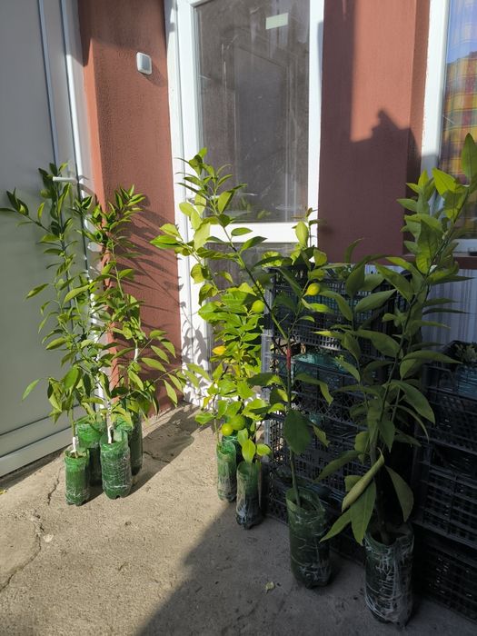 Лимон и грепфрут, мандарина лимонови дървета студоустойчиви даващи пло