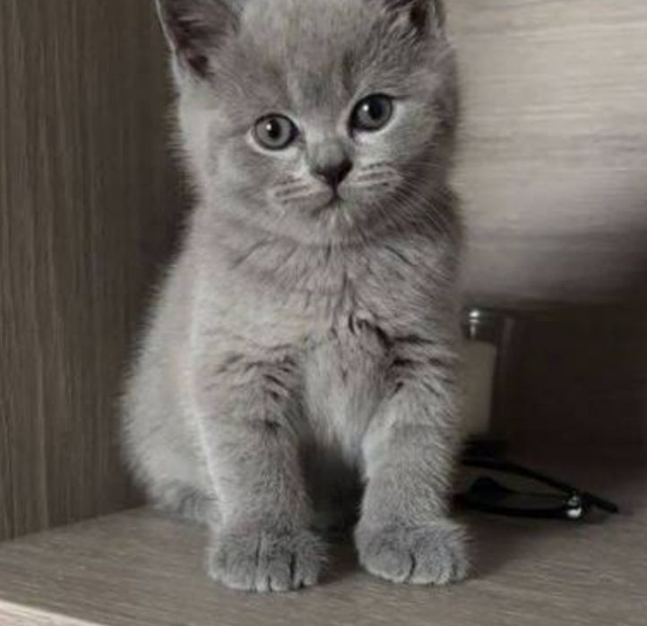 Skotish fold biritanka kitten