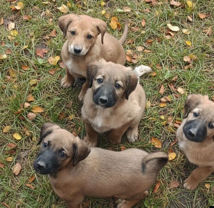 Щенки наполовину тазы