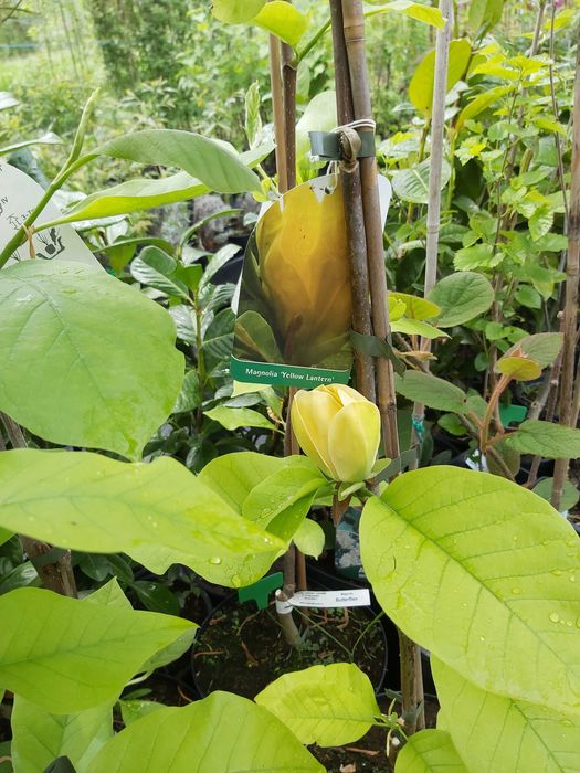 Magnolia la ghiveci 1,5 m pana la 2m