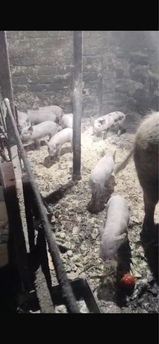 Продам поросят месячных