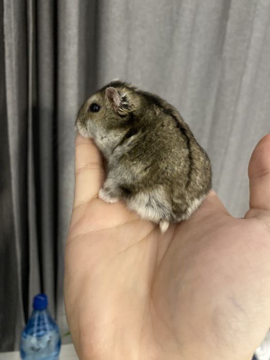 Cusca de hamsteri cu tot cu hamsteri