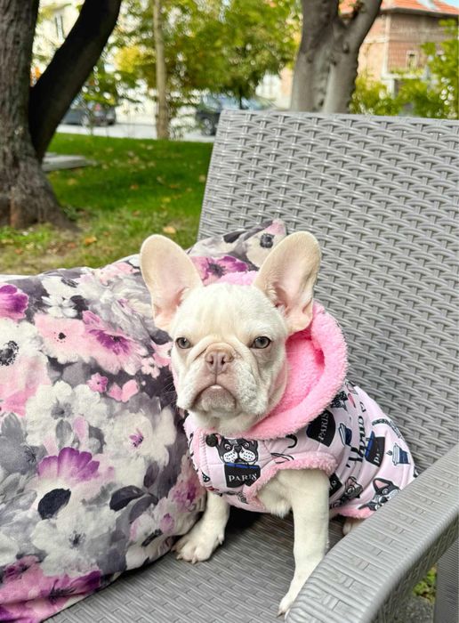 Френски булдог платинум