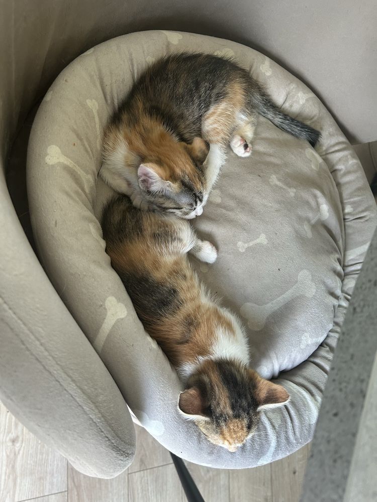 Подарявам малки котенца