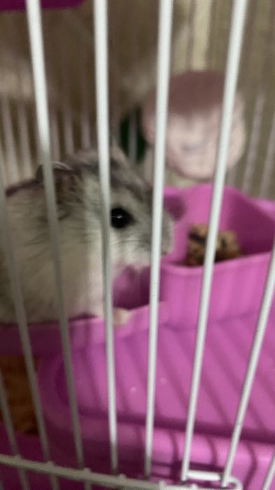 Продам джунгариков с клеткой — ручные, активные и здоровые!