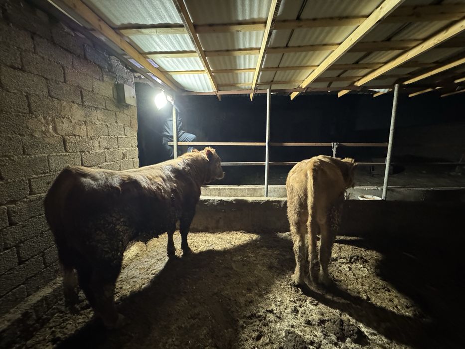 Limuzin ablikol boqala  550kg tri fes